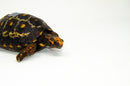 Brazilian Cherryhead Red Foot Tortoise Adult Female 7 -