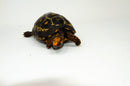 Brazilian Cherryhead Red Foot Tortoise Adult Female 7 -