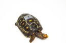 Brazilian Cherryhead Red Foot Tortoise Adult Female 7 -