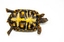 Brazilian Cherryhead Red Foot Tortoise Adult Female 7 -