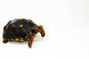 Brazilian Cherryhead Red Foot Tortoise Adult Female 8 -
