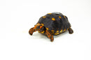 Brazilian Cherryhead Red Foot Tortoise Adult Female 8 -