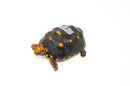 Brazilian Cherryhead Red Foot Tortoise Adult Female 8 -