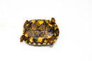 Brazilian Cherryhead Red Foot Tortoise Adult Female 8 -