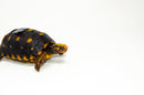 Brazilian Cherryhead Red Foot Tortoise Adult Female 9 -