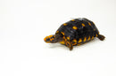 Brazilian Cherryhead Red Foot Tortoise Adult Female 9 -