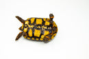 Brazilian Cherryhead Red Foot Tortoise Adult Female 9 -