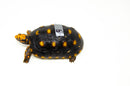 Brazilian Cherryhead Red Foot Tortoise Adult Female 9 -