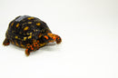 Brazilian Cherryhead Red Foot Tortoise Adult Female 10 -