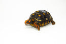 Brazilian Cherryhead Red Foot Tortoise Adult Female 10 -