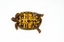 Brazilian Cherryhead Red Foot Tortoise Adult Female 10 -