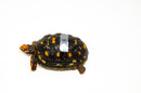 Brazilian Cherryhead Red Foot Tortoise Adult Female 10 -