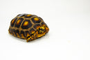Brazilian Cherryhead Red Foot Tortoise Adult Female 11 -