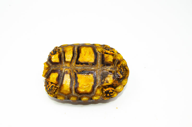 Brazilian Cherryhead Red Foot Tortoise Adult Female 11 -