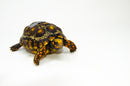 Brazilian Cherryhead Red Foot Tortoise Adult Female 12 -