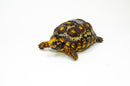 Brazilian Cherryhead Red Foot Tortoise Adult Female 12 -