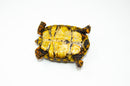 Brazilian Cherryhead Red Foot Tortoise Adult Female 12 -