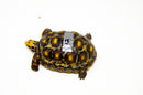 Brazilian Cherryhead Red Foot Tortoise Adult Female 12 -
