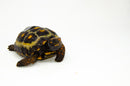 Brazilian Cherryhead Red Foot Tortoise Adult Female 13 -