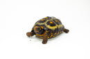 Brazilian Cherryhead Red Foot Tortoise Adult Female 13 -