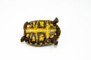 Brazilian Cherryhead Red Foot Tortoise Adult Female 13 -