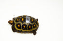 Brazilian Cherryhead Red Foot Tortoise Adult Female 13 -
