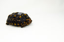 Brazilian Cherryhead Red Foot Tortoise Adult Female 14-
