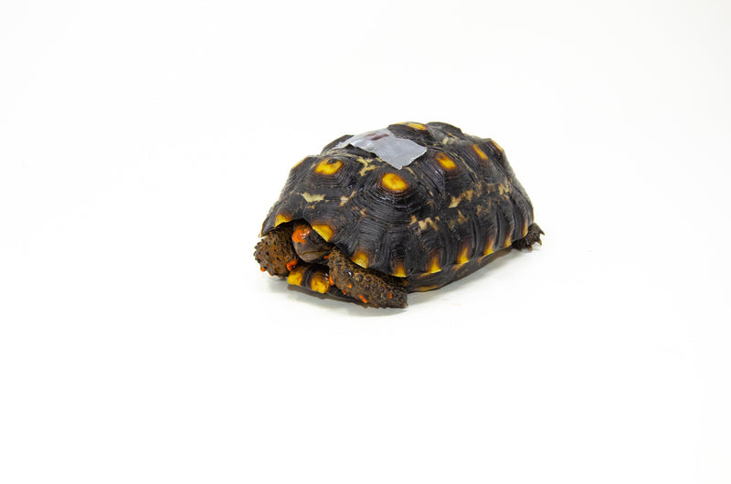 Brazilian Cherryhead Red Foot Tortoise Adult Female 14-