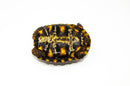 Brazilian Cherryhead Red Foot Tortoise Adult Female 14-
