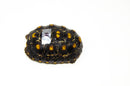 Brazilian Cherryhead Red Foot Tortoise Adult Female 14-