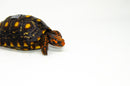 Brazilian Cherryhead Red Foot Tortoise Adult Female 15 -