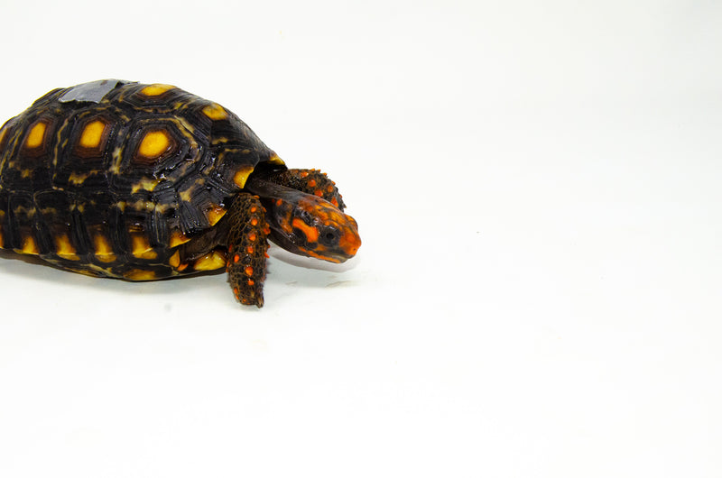 Brazilian Cherryhead Red Foot Tortoise Adult Female 15 -