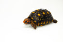 Brazilian Cherryhead Red Foot Tortoise Adult Female 15 -