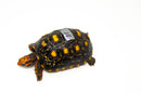 Brazilian Cherryhead Red Foot Tortoise Adult Female 15 -
