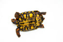 Brazilian Cherryhead Red Foot Tortoise Adult Female 15 -