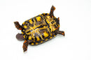 Brazilian Cherryhead Red Foot Tortoise Adult Female 15 -