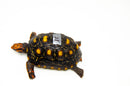 Brazilian Cherryhead Red Foot Tortoise Adult Female 15 -