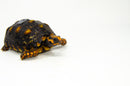 Brazilian Cherryhead Red Foot Tortoise Adult Female 16 -