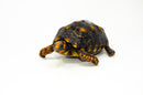 Brazilian Cherryhead Red Foot Tortoise Adult Female 16 -