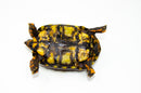 Brazilian Cherryhead Red Foot Tortoise Adult Female 16 -