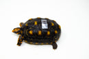 Brazilian Cherryhead Red Foot Tortoise Adult Female 16 -