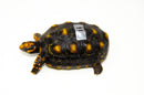 Brazilian Cherryhead Red Foot Tortoise Adult Female 16 -