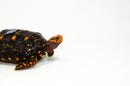 Brazilian Cherryhead Red Foot Tortoise Adult Male 6 -