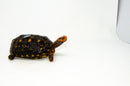 Brazilian Cherryhead Red Foot Tortoise Adult Male 6 -