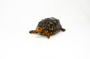 Brazilian Cherryhead Red Foot Tortoise Adult Male 6 -