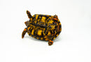 Brazilian Cherryhead Red Foot Tortoise Adult Male 6 -