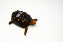 Brazilian Cherryhead Red Foot Tortoise Adult Male 6 -