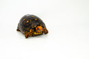 Brazilian Cherryhead Red Foot Tortoise Adult Male 7 -