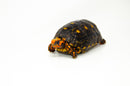 Brazilian Cherryhead Red Foot Tortoise Adult Male 7 -
