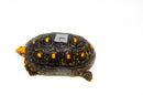 Brazilian Cherryhead Red Foot Tortoise Adult Male 7 -